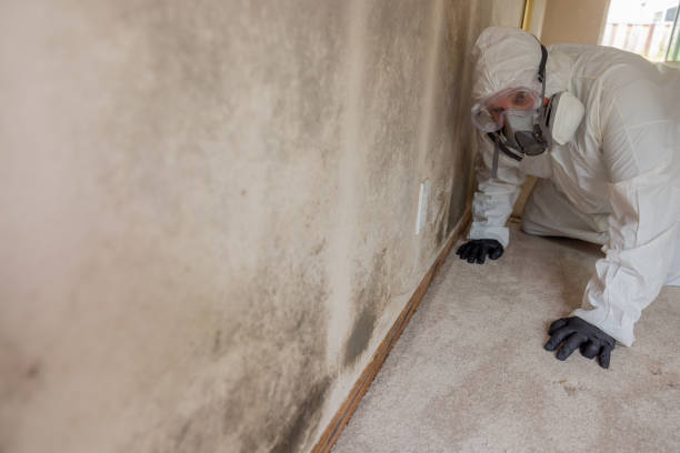 Water damage restoration mold remediation in Knob Noster, MO